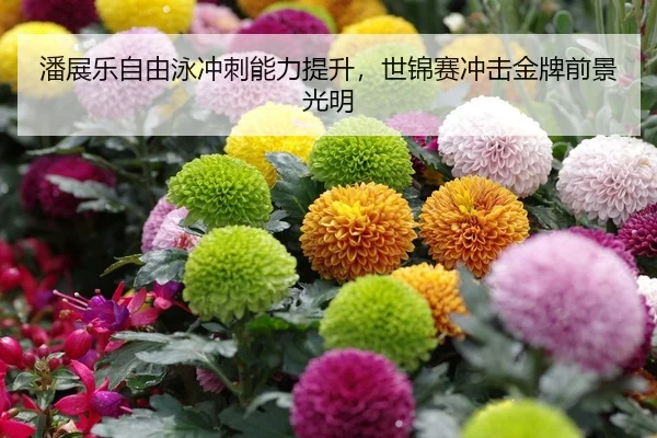 潘展乐自由泳冲刺能力提升，世锦赛冲击金牌前景光明