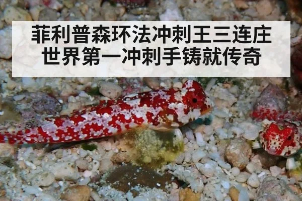 菲利普森环法冲刺王三连庄 世界第一冲刺手铸就传奇
